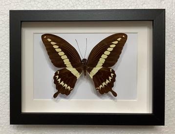 Papilio gigon in kader beschikbaar voor biedingen