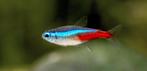 Neon tetra, Zoetwatervis