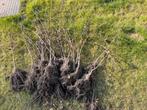 Haagbeuk 80-100 cm (met blote wortel) - 33 stuks - 15 euro, Tuin en Terras, Planten | Struiken en Hagen, Ophalen, Haagbeuk, Haag