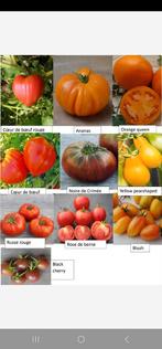 Plants de tomate à vendre, Jardin & Terrasse, Plantes | Jardin, Enlèvement ou Envoi