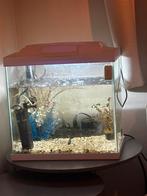 Visbak met vissen, Dieren en Toebehoren, Vissen | Aquariumvissen