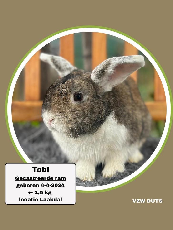Gecastreerde ram ter adoptie vzw duts, Dieren en Toebehoren, Konijnen