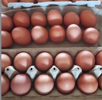 Dagelijks verse eitjes van kippen uit onze tuin . beschikbaar voor biedingen