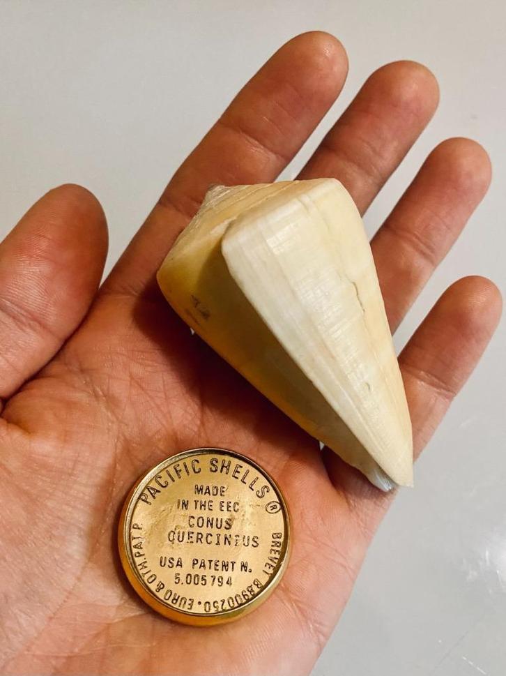 Conus Quercinus Pacifische schelp, Antiek en Kunst, Curiosa en Brocante, Ophalen of Verzenden
