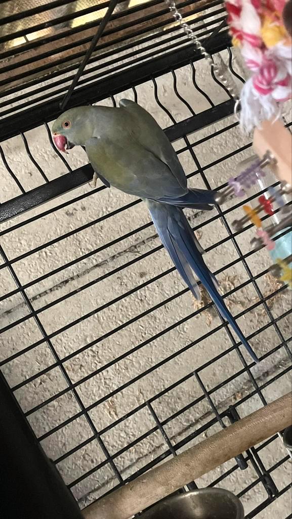 Halsbandparkieten (koppel), Dieren en Toebehoren, Vogels | Parkieten en Papegaaien, Parkiet, Meerdere dieren, Geringd