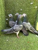 Pakistaanse Hoogvliegers, Meerdere dieren