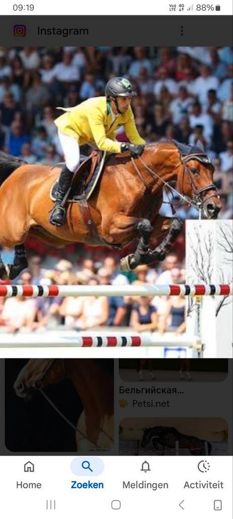 Hengstenveulen, Dieren en Toebehoren, Paarden