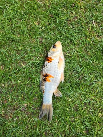 Jonge koi - 23 cm - Eigen kweek beschikbaar voor biedingen