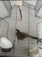 Irakes bulbous, Dieren en Toebehoren, Vogels | Kanaries, Geslacht onbekend