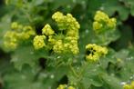Alchemilla mollis VROUWENMANTEL, Ophalen, Zomer, Vaste plant