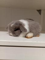 Mini lop konijnen, Dieren en Toebehoren