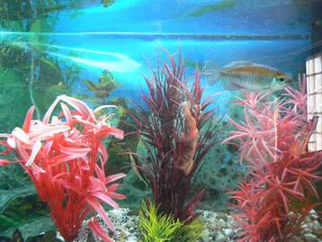 Aquarium tropical  beschikbaar voor biedingen