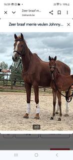 Dressuurveulen, Dieren en Toebehoren, Paarden, Merrie