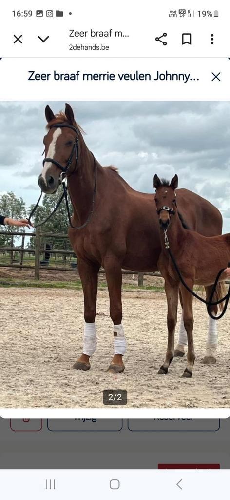 Dressuurveulen, Dieren en Toebehoren, Paarden, Merrie