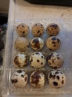 œufs de cailles fécondé, Animaux & Accessoires, Volatiles | Accessoires, Enlèvement, Couveuse