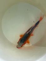 Koi asagi, Karper of Koi