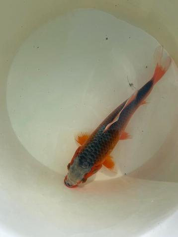 Koi asagi beschikbaar voor biedingen