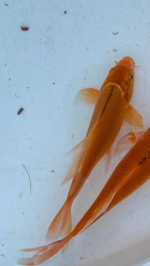 5 koi van vorig jaar 15-tal cm, Dieren en Toebehoren, Vissen | Vijvervissen