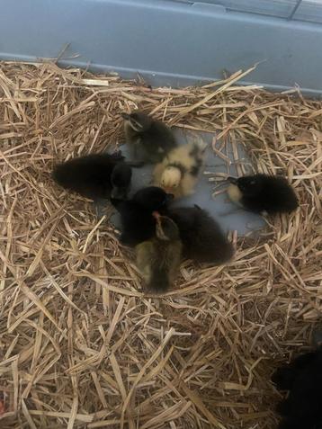 canards à vendre, Plusieurs animaux, Canard
