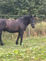 Koets en zadel paard!TOPPER., Dieren en Toebehoren, Paarden, Ruin, M