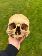 Antieke schedel - skull, Verzamelen, Overige Verzamelen, Ophalen of Verzenden