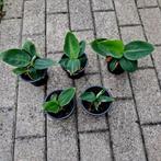 Bananenplantjes, Huis en Inrichting, Kamerplanten, Ophalen, Fruitplant, In pot, Minder dan 100 cm