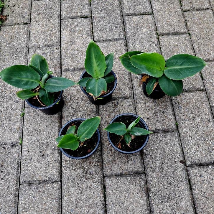 Bananenplantjes, Huis en Inrichting, Kamerplanten, Fruitplant, Minder dan 100 cm, Groene kamerplant, In pot, Ophalen