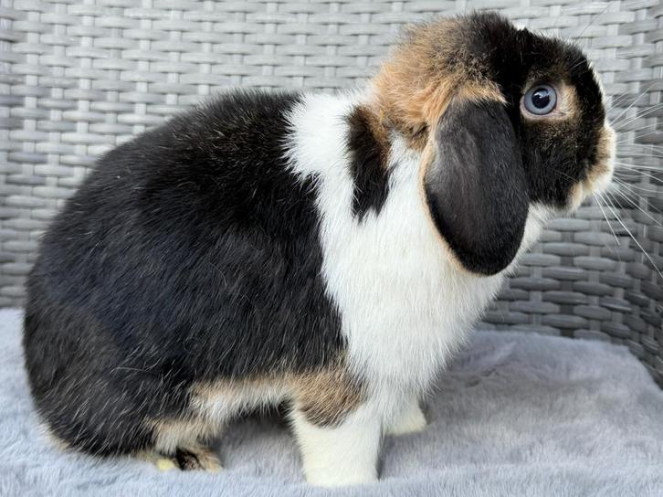 Dwerg hangoor konijn voedster - IZZY - Super lief&Raszuiver, Dieren en Toebehoren, Konijnen, Dwerg, Vrouwelijk, 0 tot 2 jaar, Hangoor