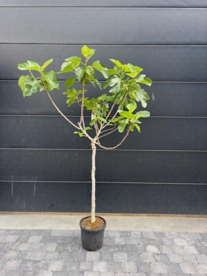 Vijgenboom - ficus carica Dauphiné 170cm hoog, Tuin en Terras, Planten | Fruitbomen, Vijgenboom, 100 tot 250 cm, Volle zon, Zomer