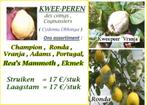 KWEEPEREN "EKMEK", Laagstam 17€/stuk ( Turkse oorsprong ), Tuin en Terras, Volle zon, Vaste plant, Ophalen of Verzenden, Fruitplanten