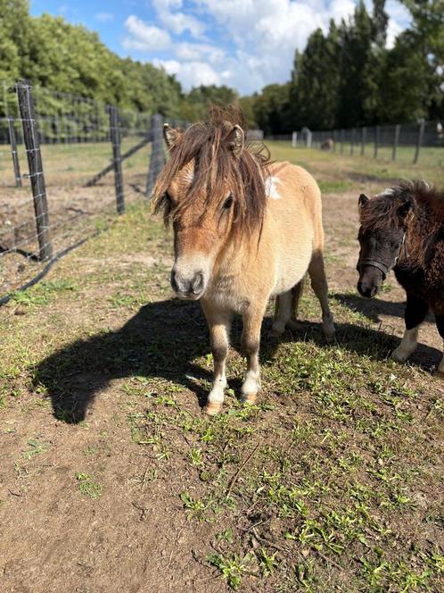 Mini shetlanders, Dieren en Toebehoren, Paarden, Merrie