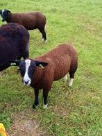 Zwartbles ram, Animaux & Accessoires, Moutons, Chèvres & Cochons, Mâle, Mouton, 0 à 2 ans