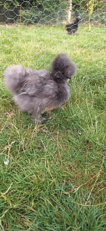 Zijdehoender USA hennetje, Femelle, Poule ou poulet
