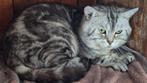 Dekreu black silver tabby blotched, Dieren en Toebehoren, Kater, Gechipt, 6 jaar of ouder