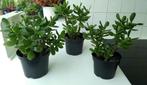 Crassula ovata - Jadeplant (kamerplant), Maison & Meubles, Plantes d'intérieur, Enlèvement, Plante succulente, En pot