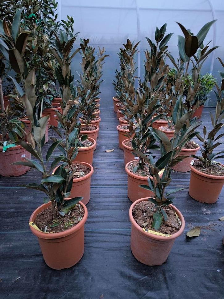 Magnolia grandiflora tulpenboom, Tuin en Terras, Planten | Bomen, Overige soorten, 100 tot 250 cm, Halfschaduw, Zomer, In pot