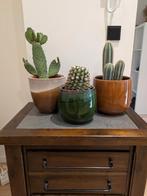 3 cactussen zonder pot!, Ophalen of Verzenden