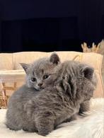 Mooie Britse korthaar blauw, Dieren en Toebehoren, Katten en Kittens | Dekkaters, 0 tot 2 jaar