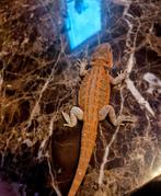 Baardagaam hypo red, Dieren en Toebehoren, Hagedis, Tam, 0 tot 2 jaar