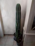 TRICHOCEREUS pasacana, Enlèvement ou Envoi