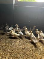 Eenden te koop, Meerdere dieren, Eend