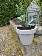 Grote gezonde blauwe agave inclusief bloempot, Tuin en Terras, Planten | Tuinplanten, Ophalen, Volle zon