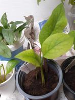 Belle Bouture de CONSOUDE ., Enlèvement ou Envoi