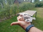Jonge bonte valkparkieten om handtam te maken, Dieren en Toebehoren, Vogels | Parkieten en Papegaaien, Geslacht onbekend, Parkiet