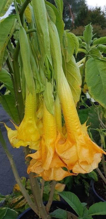 Brugmansia wit, Dollas gold trompete en dubbel geel, Tuin en Terras, Planten | Tuinplanten, Ophalen
