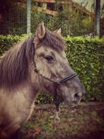 Geweldige pony voor het hele gezin, 11 jaar of ouder, Recreatiepony, Merrie, Gechipt