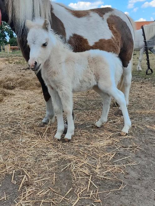 Amha / nmprs miniatuurpaardjes, Dieren en Toebehoren, Pony's, Merrie, Niet van toepassing, Met stamboom, Gechipt, Ontwormd