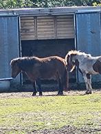 Mini paardjes, Dieren en Toebehoren, Merrie