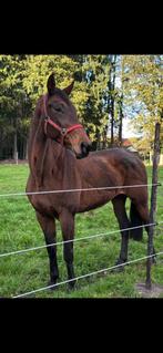 Super brave merrie, Dieren en Toebehoren, Paarden, Merrie, Zadelmak, 165 tot 170 cm, 11 jaar of ouder