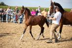 Kwpn Veulen, Dieren en Toebehoren, Paarden, Ruin, M, 0 tot 2 jaar, 160 tot 165 cm